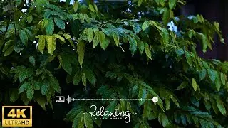 Beautiful Relaxing Music & Green Nature 🌧️ Studying Reading