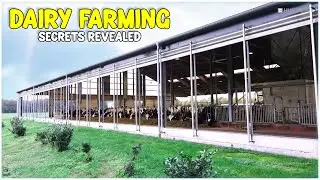 How to Become Successful in Dairy Farming Business - Secrets Revealed