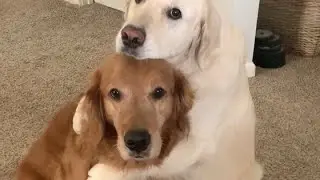 I Heard an Animal Voice-Over That Didn&rsquo;t Make Sense 😳