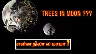 The Moon Trees | Apollo 14 Mission | Explained in Tamil