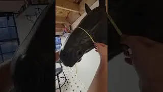 measuring for a sidepull noseband