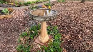 It's Spring! American goldfinch, yellow-rump warbler, & house finches