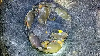 Alimago or MudCrab Hunting