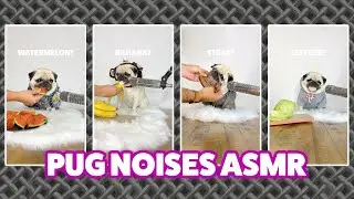 Pug sounds ASMR - he does not like salad!