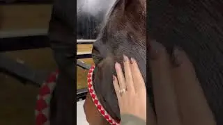 My wallet needed a day like this  #barrelracer #horse #barrelhorses #ditl #vlog #grwm