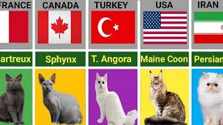 Cat Breeds From Different Countries:Comparison 