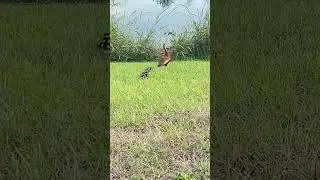 Rare Black-Bellied Whistling Ducklings