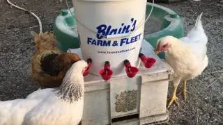Chicken water cup training