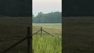 Race is on!! #hogger #wildlife #workingdog #hunting #pig