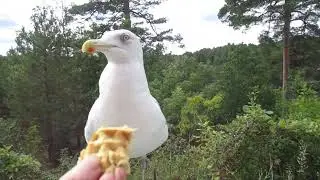 Gus Seagull Reunion after 6 days 😎