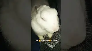Cute Bunny Sleeping Position#shorts #rabbit #youtubeshorts #ytshorts