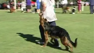 2017 Working Dog Club of Qld Show Two