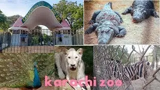 The Karachi Zoo Is Home To Lions, Tigers, And Bears! See Them All In One Visit!
