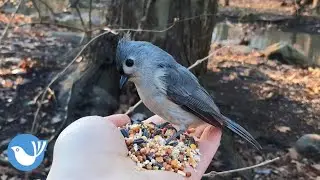 HAND-FEEDING BEAUTIFUL BIRDS | bird videos | Central Park-BIRDWATCHING DOT CALM #birdwatchingdotcalm