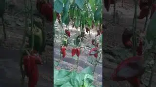 Domaća paprika