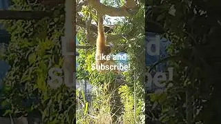 HELLO MONKEY VIENNA #zoo #sch&ouml;nbrunn #viral #shorts