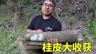 湘西大山真是无奇不有，冬宝进山剥一捆桂皮，准备送丈母娘，贼香！【湘西冬宝】