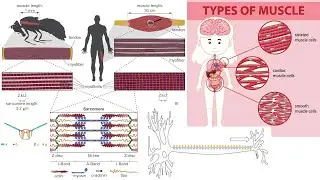 Animal Form and Function: Muscles and Movement