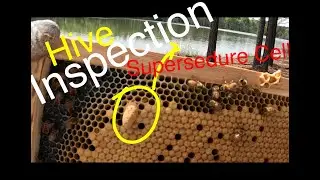 Beekeeping for Beginners | Supersedure Cell and Mite Control.  This Hive Inspection has it all!