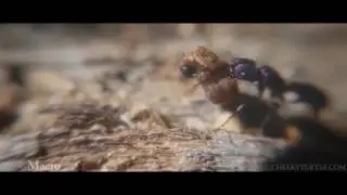 A sample Video for using DCKina's 30X Super Macro Lens (Microscope) on a Samsung Galaxy S7