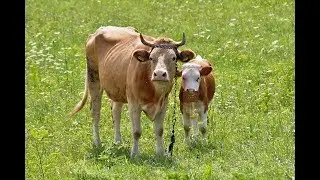 ROLLAND - Ej, korovy, korovy