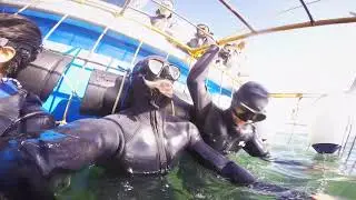 White Shark Cage Diving - Gansbaai