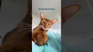 Cat play asmr?! Abyssinian cat playing with feather #abyssinian #catshorts #asmr #fyp #catlover