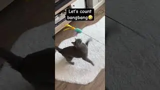 time loop cat #catty #catbehavior