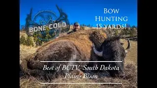 South Dakota plains Bison with a bow at 15 yards. Custer state park South Dakota black hills buffalo