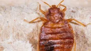 Bed Bugs | Freehold, NJ - Freehold Pest Control, Inc.
