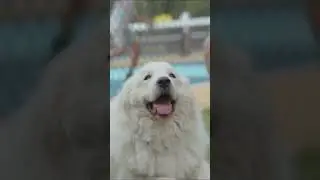 DOG FRIENDLY THINGS to DO in DALLAS TX 2025 | Best Pet Friendly Restaurants, Bars & Activities! #top