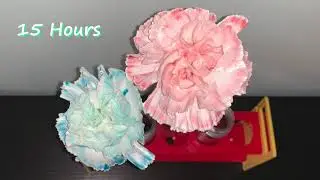Color Changing Flowers Experiment - Part 1