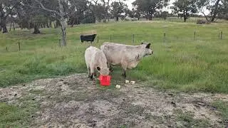 New white galloway cows to property first 24 hours