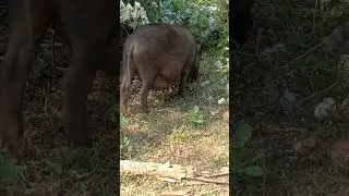 animal pig natural original beautiful pictures | forest #youtube #viral #short #video #song #nature