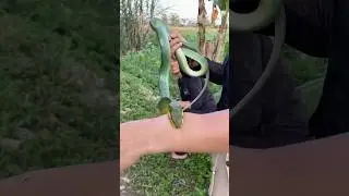 Ular Ini Gigit Panji, Vebby Ikutan Kaget, Bela Sampai Pingsan! #shorts #shortvideo #shots #snake