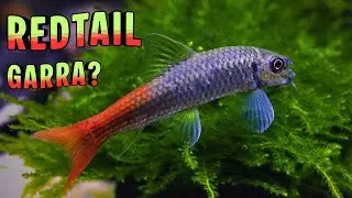 Redtail Garra Explained &ndash; The River Fish Everyone Misidentifies