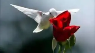 باسم الكربلائي مولد (صلوات صلوت على محمد)