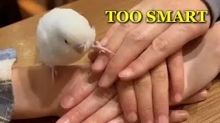 Smart Animal Behavior Explained | Why This Happens 🐾 #2
