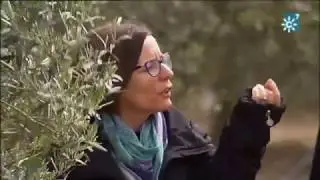 El combate contra la Xylella