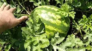 Karpuzda Budama ve Kabağa Aşıladığımız Karpuz