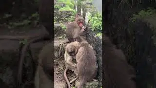 ￼ Couple monkey 🐒🥰 #viral #music #shortvideo #shorts #shortreels #reel #reels #trending #trend ￼