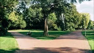 Bird Singing in City Park | Animal Sounds