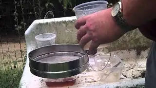 Checking a Spotted Wing Drosophila Trap
