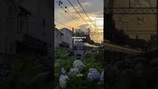 it&rsquo;s hydrangea season in Japan 🩶 #japanlife #japantravel #traveljapan #japantrip #lifeinjapan