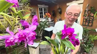 3 старых гибрида каттлей: Adolph Hecker, Cornerstone и Qing Ming