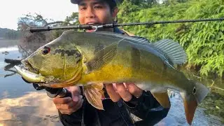 PEACOCK BASS FISHING | EPIC STRIKES ON MINNOWS