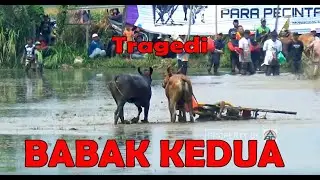 BABAK KEDUA  KARAPAN SAPI BRUJUL SEMIPRO 2025 PART 2