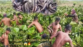 খালি হাতে ভয়ংকর দানবীয় ক্যাটফিশ শিকার! 😱🎣 | Extreme Hand Fishing: Catching Dangerous Giant Catfish