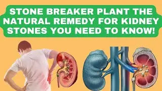 Stone Breaker Plant: The Natural Remedy for Kidney Stones You Need to Know!🌿
