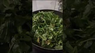 அரைக்கீரையின் நன்மைகளும் அதன் செய்முறையும் 🌱 #food #musicmashup #tamil #devotionalhits #musicremix